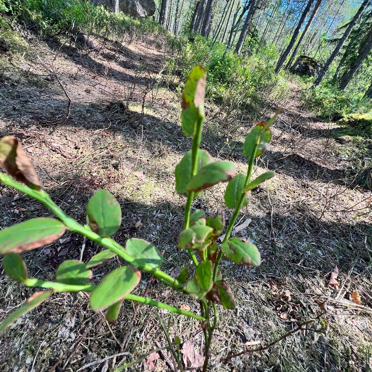 Jukolan viesti ja vastuullisuuslupausten sietämätön keveys