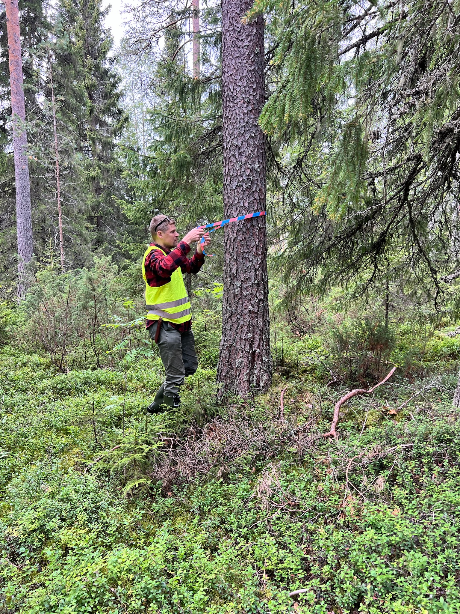 Emme tarvitse enempää puhetta hakkuiden rajoittamisesta vaan luonto- ja ilmastovaikutusten hinnoittelua