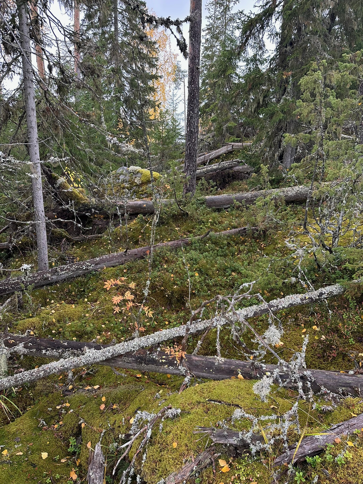 Etelä-Karjalasta puuttuu kansallispuisto - Haarikko-Lohikoski parantaisi kaakon heikkoa suojelutilannetta